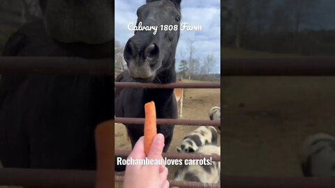 Ro loves carrots…or does he?!