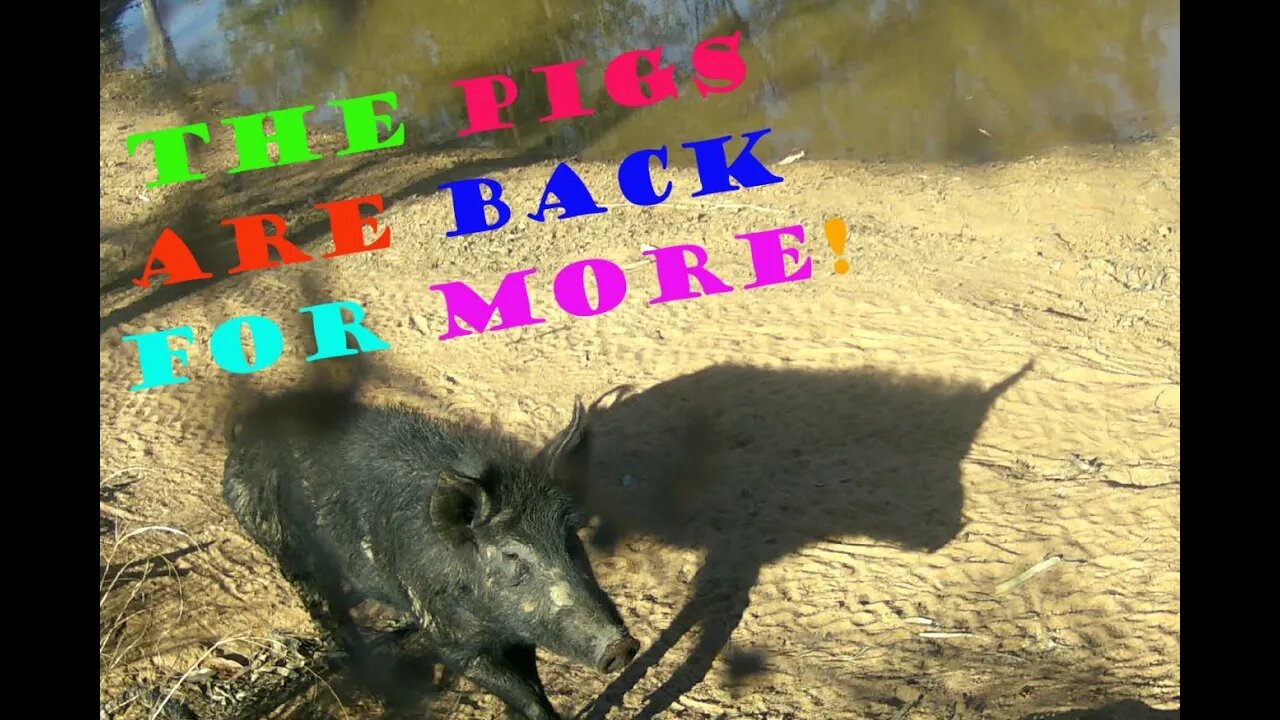 Trailcams 24-10-2023 #trailcam #trailcamera #trailcamvideos #offgridhomestead #offgridliving #farm
