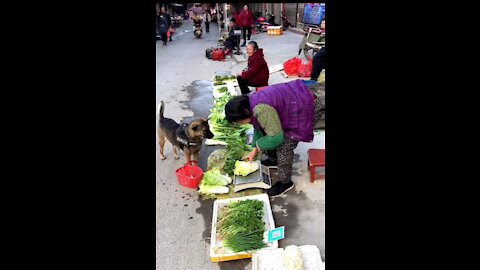 Video of a dog buying vegetables