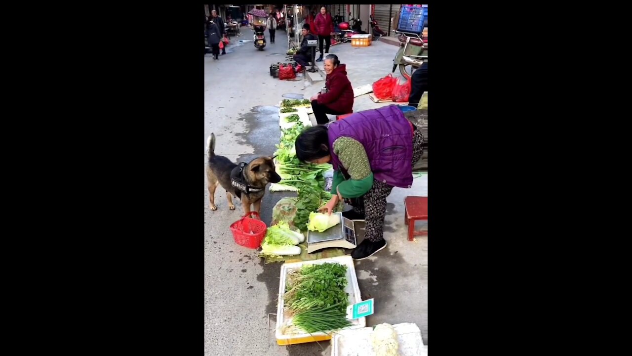 Video of a dog buying vegetables