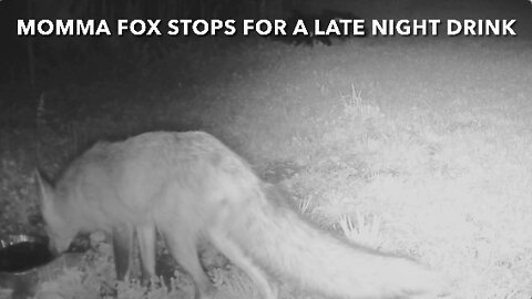 Momma Fox Stops For A Late Night Drink