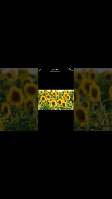 Sunflowers are known for their impressive stature #flowers #shorts