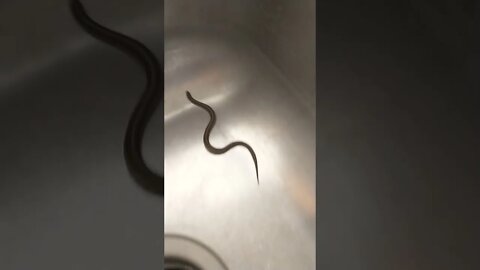 Snake in the sink!!! 🐍