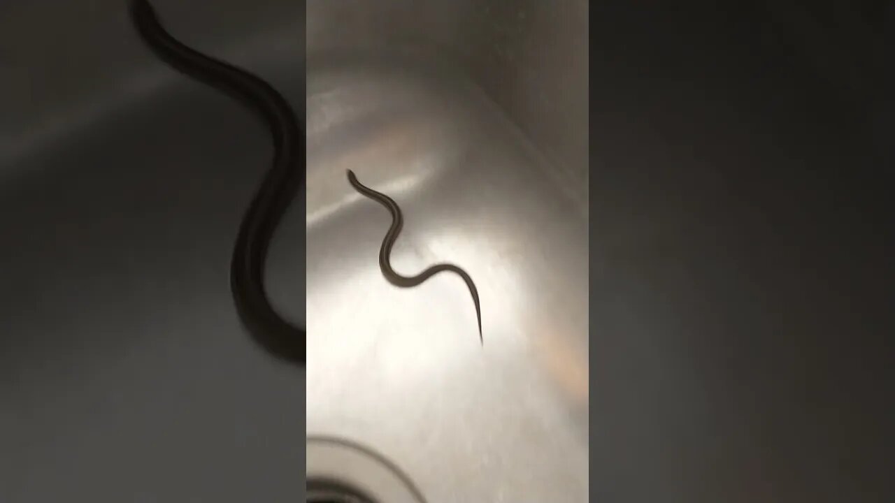 Snake in the sink!!! 🐍