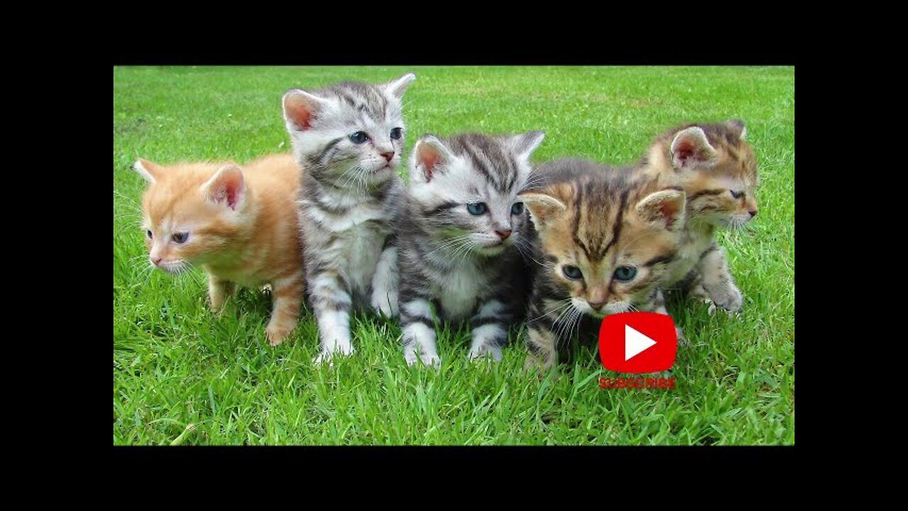 Funny Cats Compilation