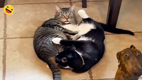 New Funny Animals 😂 Funniest Cats and Dogs Videos 😺🐶 Part 130