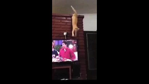 Heroic Cats, Compilation of Funny and Cute Pet Moments