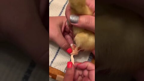 The way he’s knocked out 💕💕 Video By jimmychoo theduck #Shorts