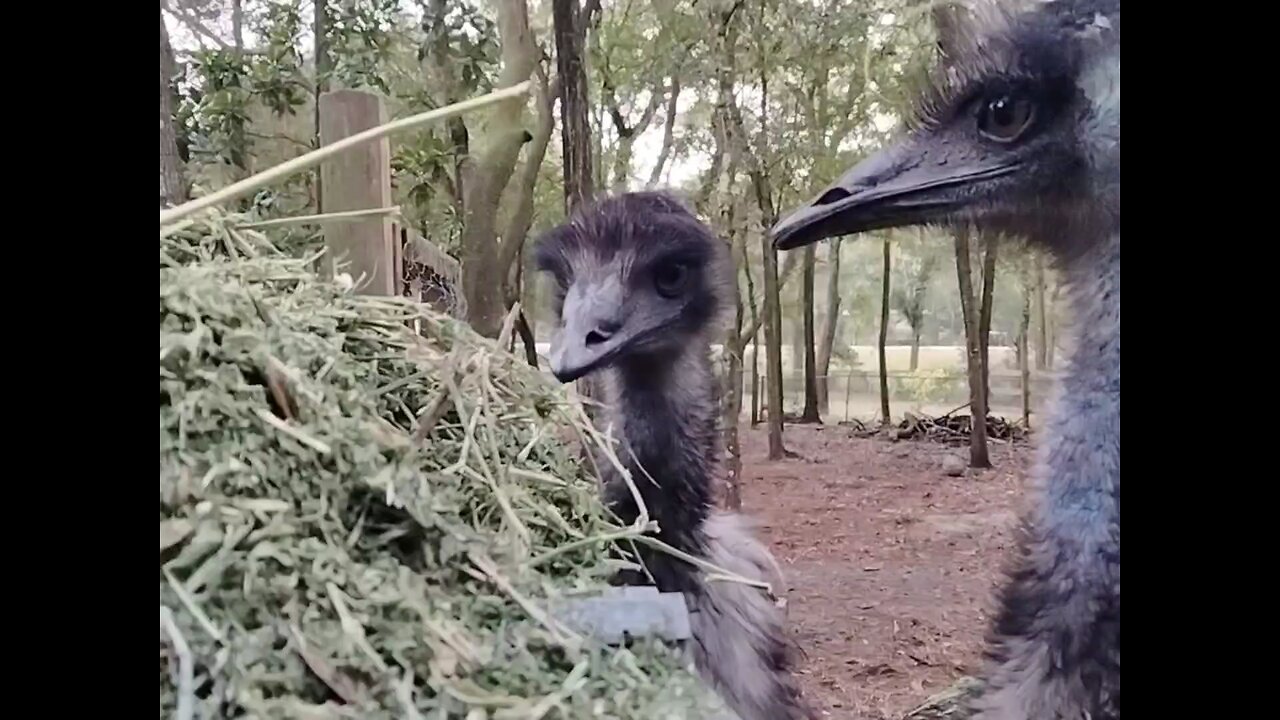 The Emu's having some alfalfa