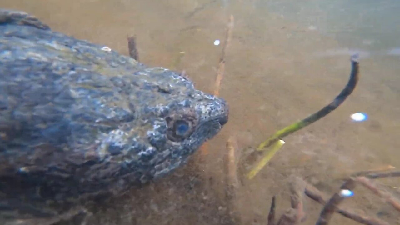 Snapping Turtle