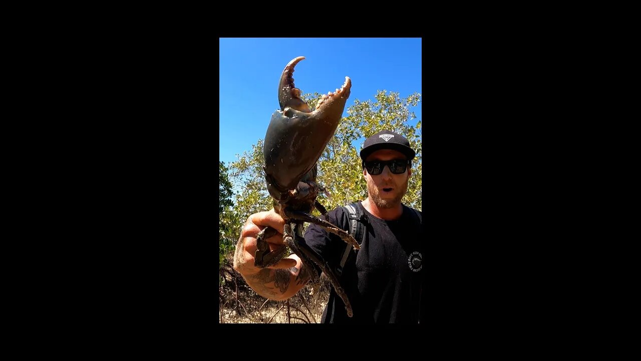 Catching GIANT Crabs Australia #shorts