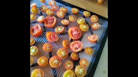 Dehydrating our tomatoes, done!