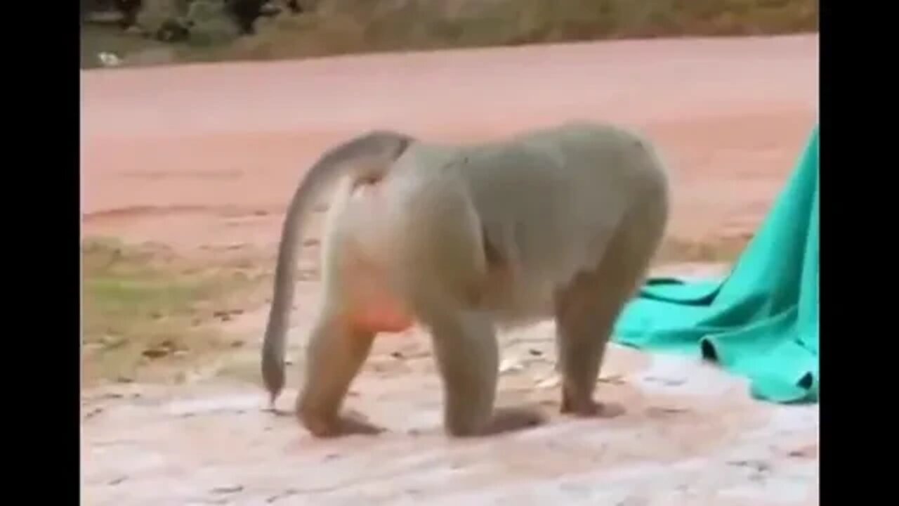 mira como brinca