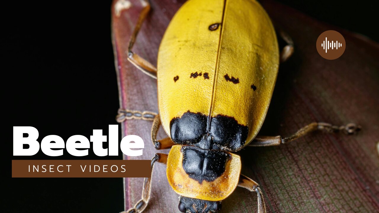 DISCOVER the Amazing World of Beetles Insect!