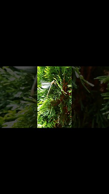 Dragonfly taking off in slow motion.