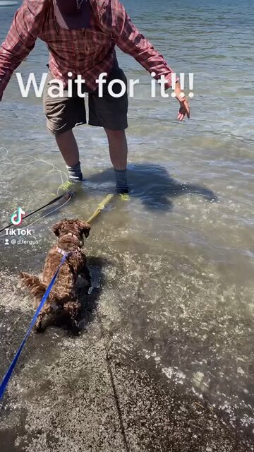 Fun with Finn and Brown Trout.