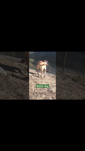 Farm surveillance. Watch dog