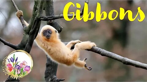 Why Are Gibbon Apes So Popular?