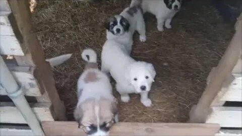 Puppies have real food for the first time