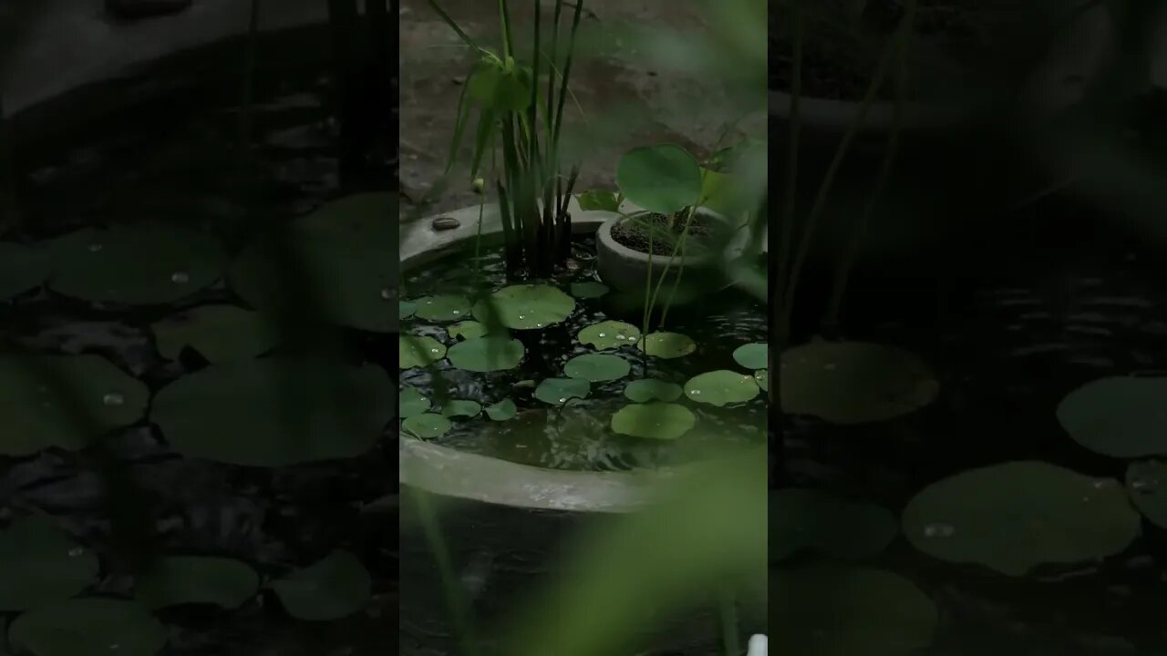 Rainy Day Serenity: Relaxing Rainfall ASMR