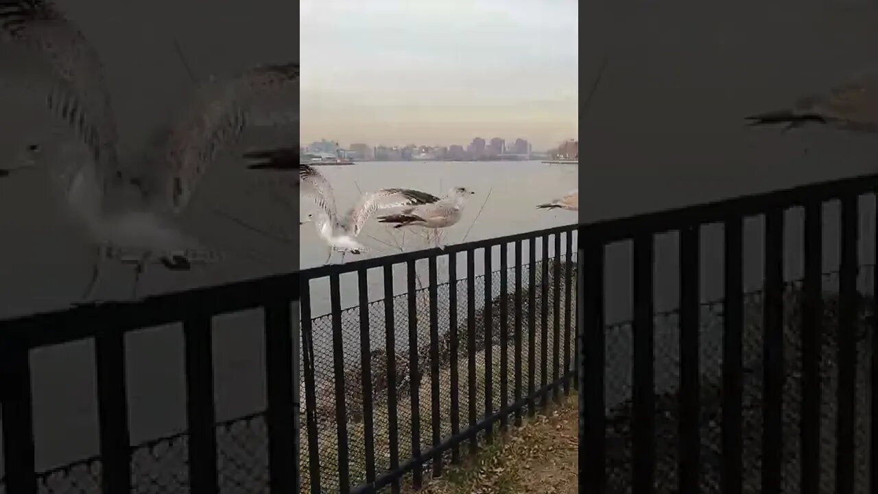 East River Seagull NYC #Shorts