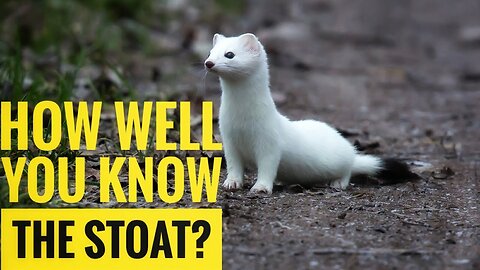 Stoat || Description, Characteristics and Facts!