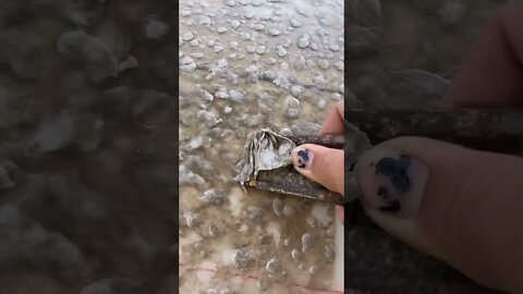 What is this