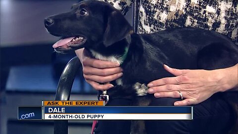 Ask the Expert: How to properly introduce children and pets
