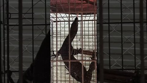 Another goanna in the coop!