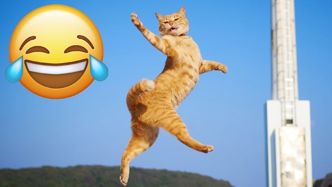 Cats funny video