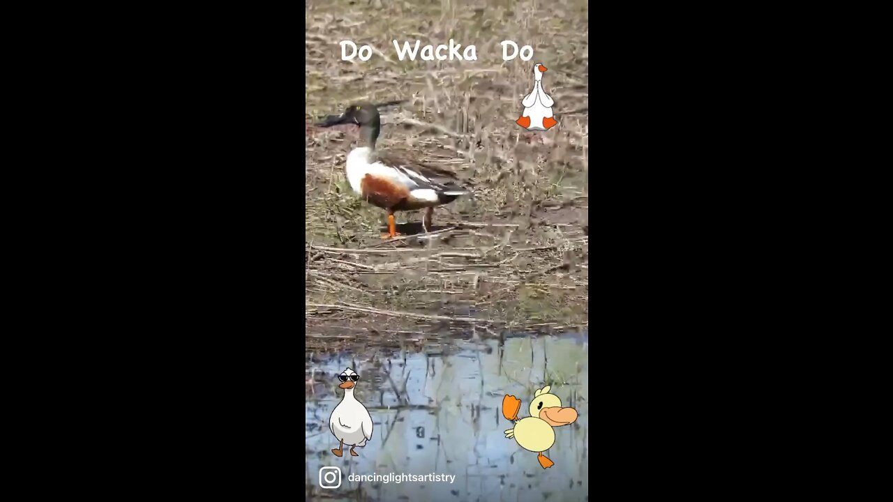 Do Wacka Do