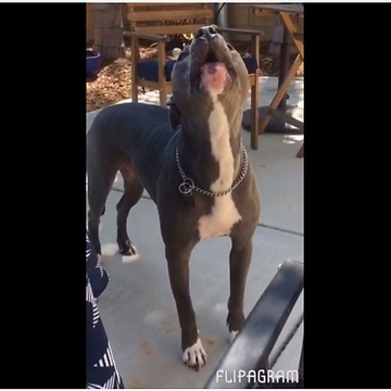 Pit Bull hears ice cream truck, howls in excitement