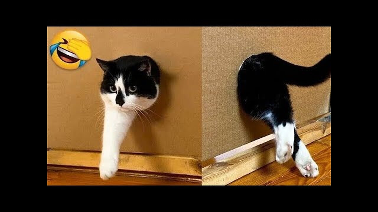 Funny cat and dog video