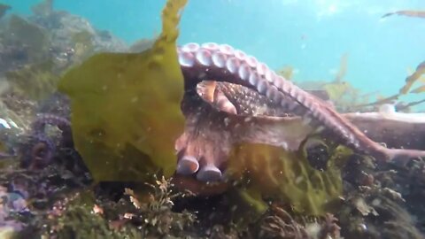 Free Diving for Giant Pacific Octopus in Sitka, Alaska-2