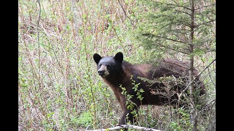 Bear Hunting | The Most Important Factor in Bear Baiting?