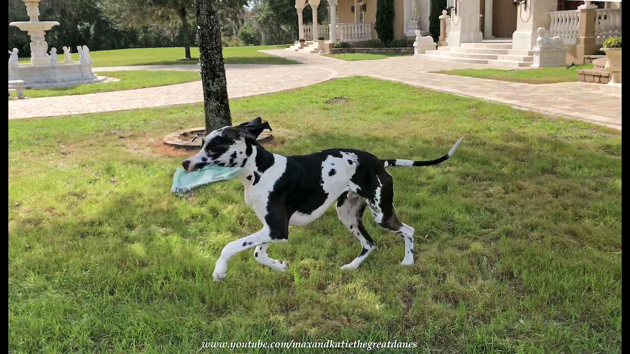 Funny Great Danes Play Newspaper Delivery Tag