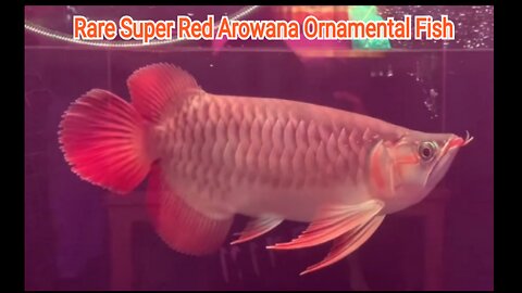 Rare Super Red Arowana Ornamental Fish