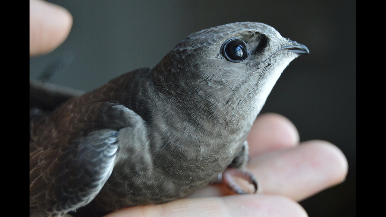 Incredible ! "The 10 Month Non Stop Journey of the Swift Bird: Nature's Marathon Flyer"