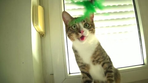 Funny Kitten Plays on the Window Sill