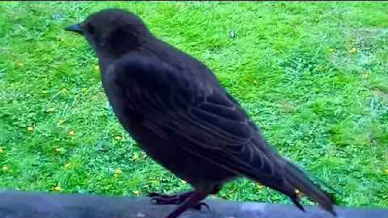 IECV NV #53 - 👀 Starlings and A Hummingbird At The Feeder 7-2-2014