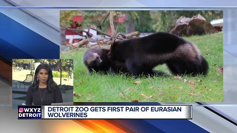 Detroit Zoo welcomes new baby wolverines from Sweden