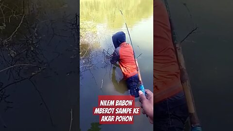 SAMPE KECEBUR - Strike ikan Nilem babon mberot sampe ke akar pohon butuh usaha keras menaikkan ikan
