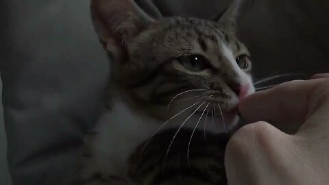 Green Eyed Cat Takes a Bite of Mommy's Finger