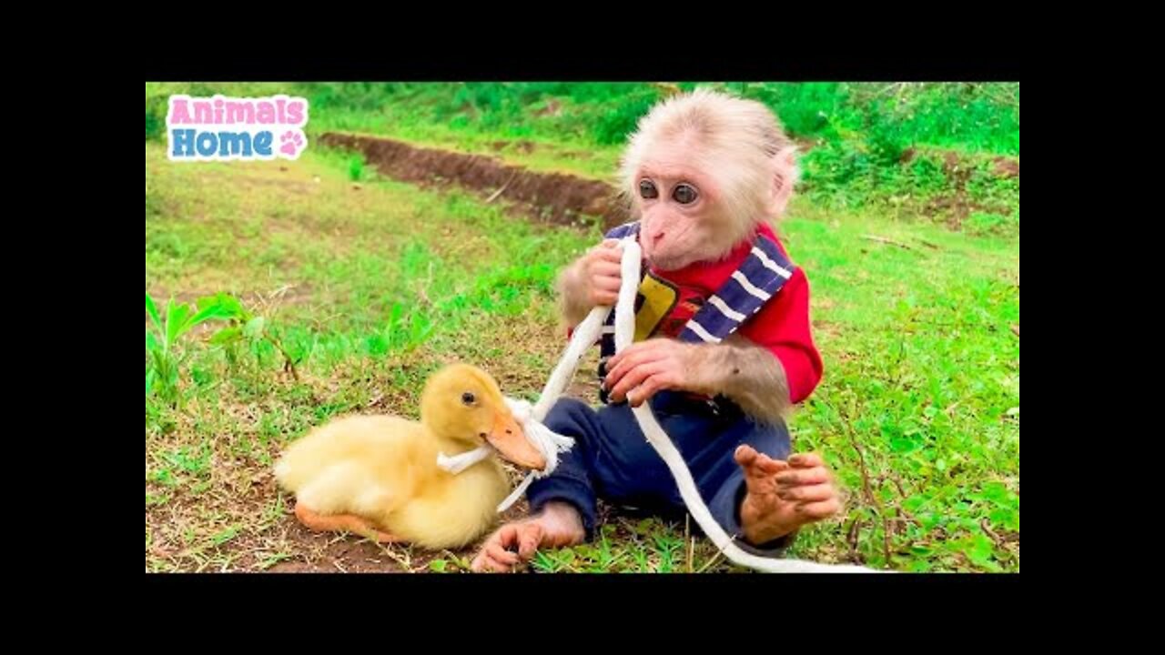 BiBi's brother helps dad take care of the duckling and Amee