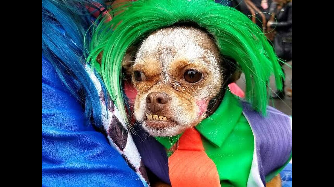 Jocker dog Funny videos comedy 🤣