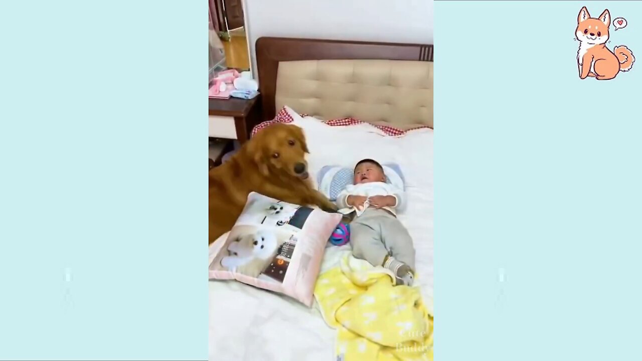 You will laugh at all the DOGS 🤣 Funny DOG Videos 😂🐶