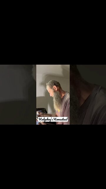 Funny moments Hedgehog’s Homestead