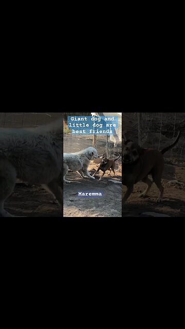 Geese go crazy as little dog plays with giant livestock guardian #maremma #livestockguardiandog