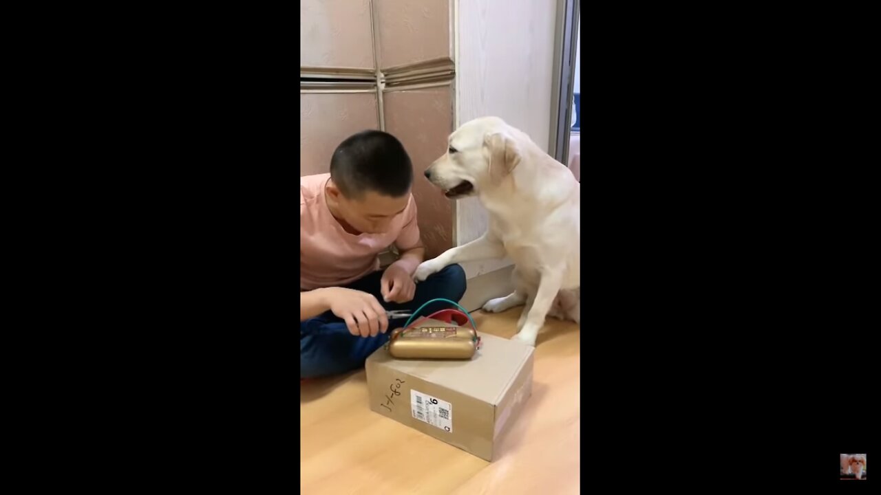 đź’—LAUGHING SO HARDđź’— Funny Dog video!!!