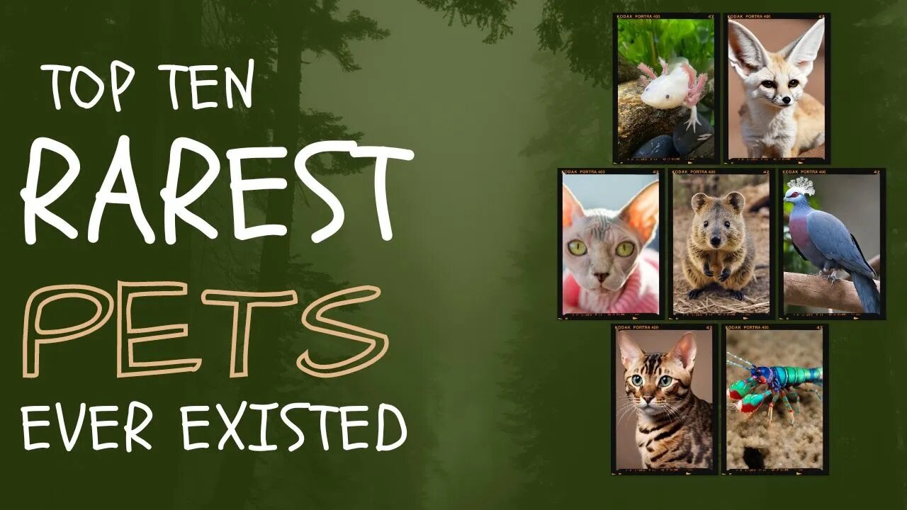 Top 10 Rarest Pet Breeds - Unveiling the Extraordinary